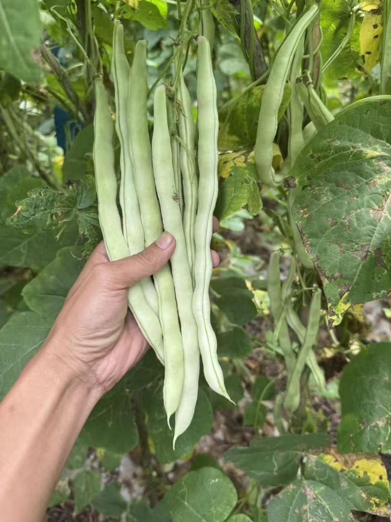 白芸豆