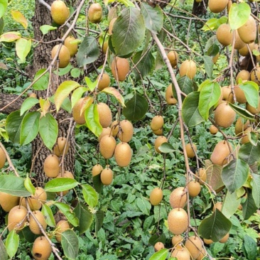 北京朝阳大量现货金珠果梨