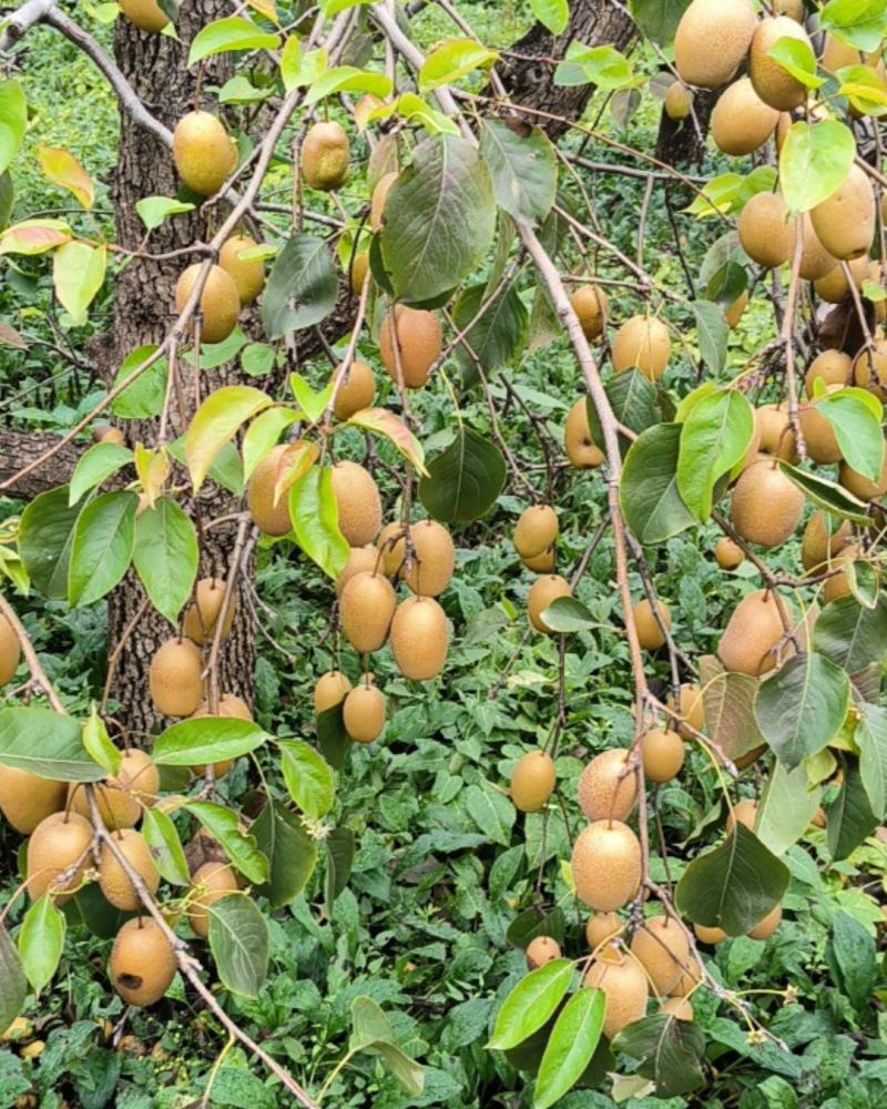 北京朝阳大量现货金珠果梨
