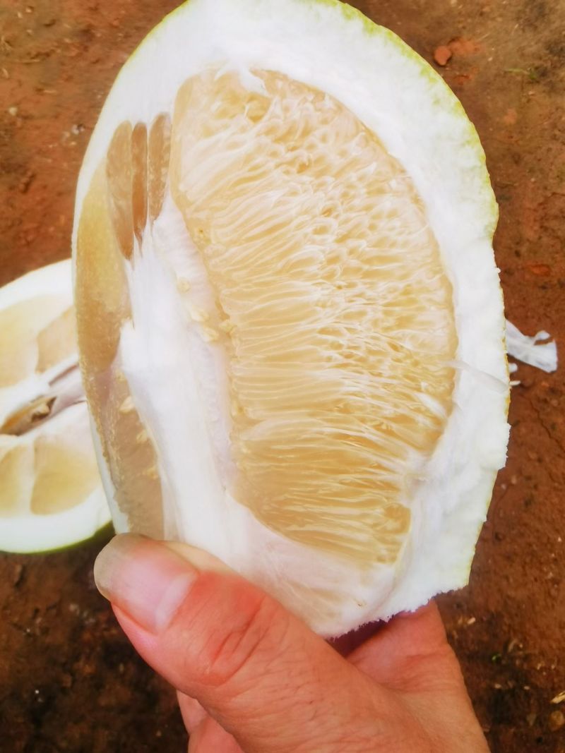 套袋三红柚，白柚
