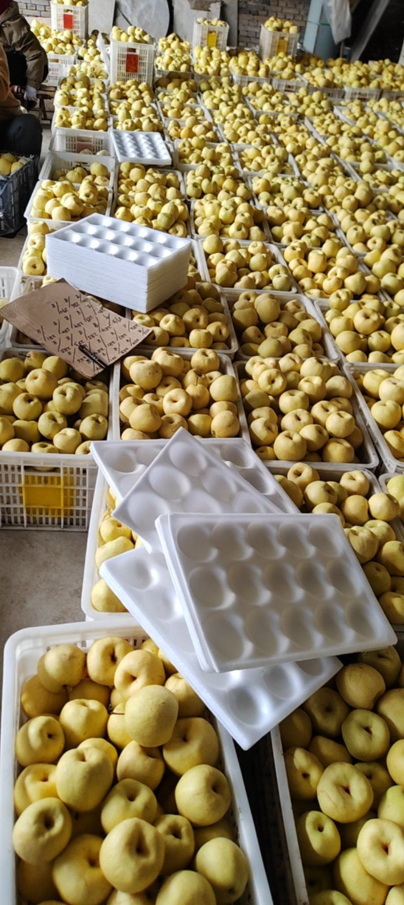冰糖蜜梨