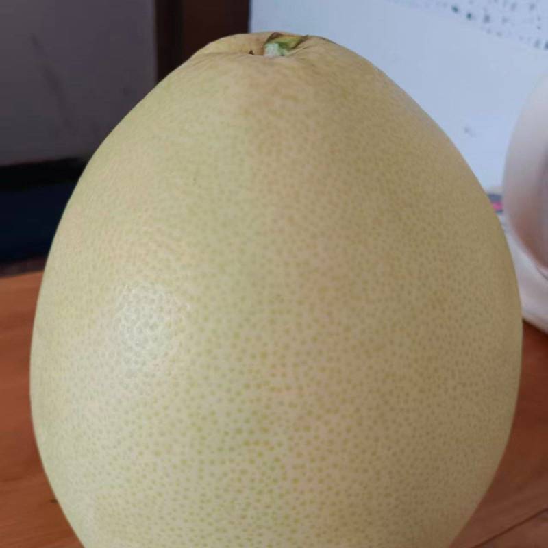 三红柚