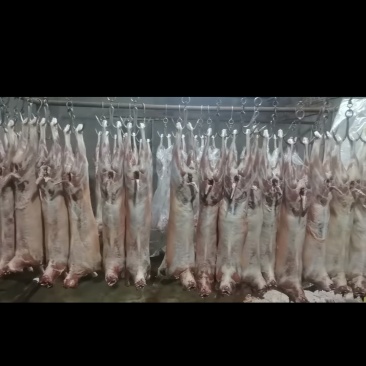 环县羊羔肉牛肉