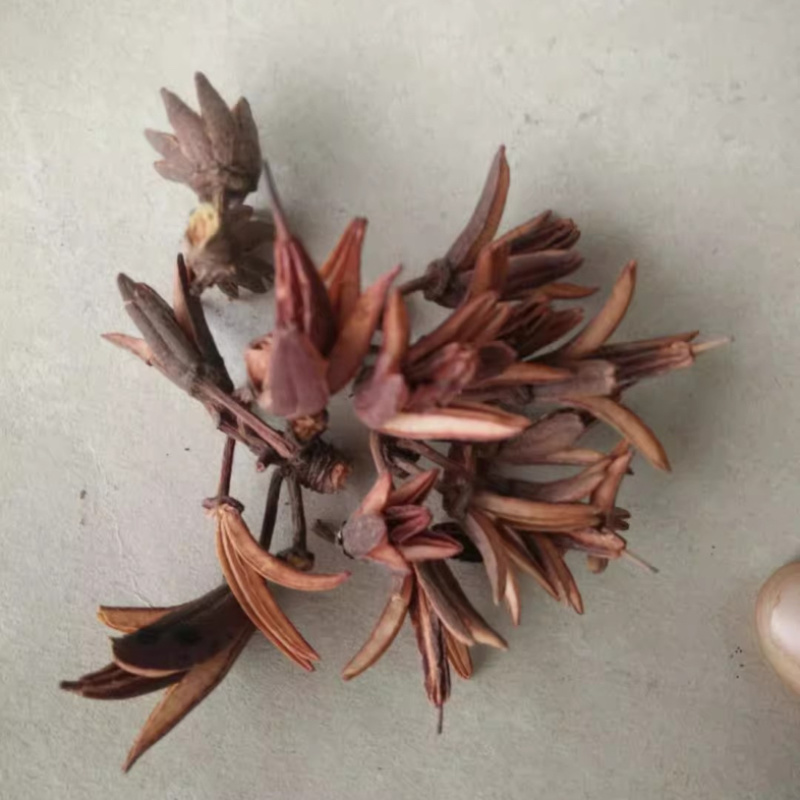 六轴子，土连翘，冷背中药材大全批发零售货真价实