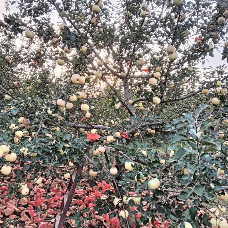 为你点赞