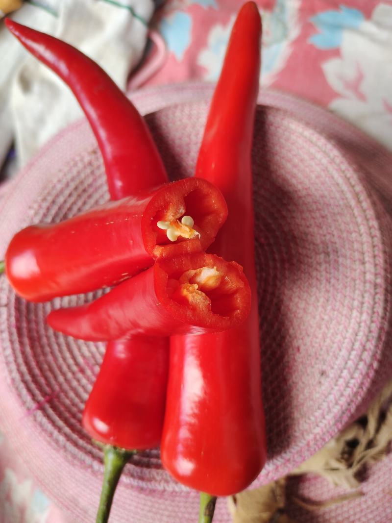 自家种的鲜辣椒（羊角椒）