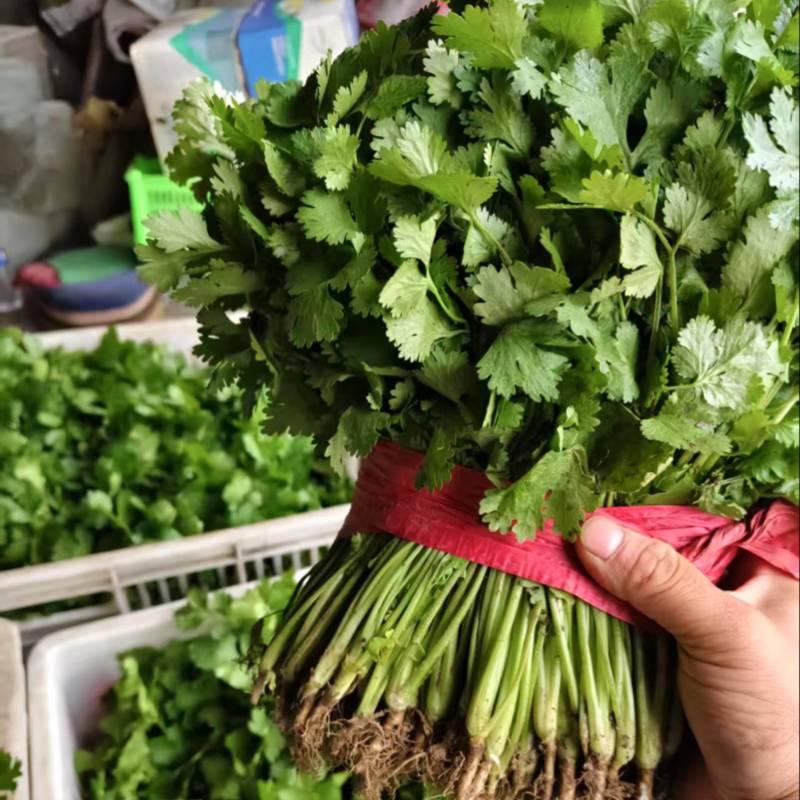 河北昌黎大叶香菜大量上市对接各大市场商超平台品质保障
