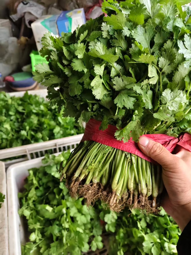 河北昌黎大叶香菜大量上市对接各大市场商超平台品质保障