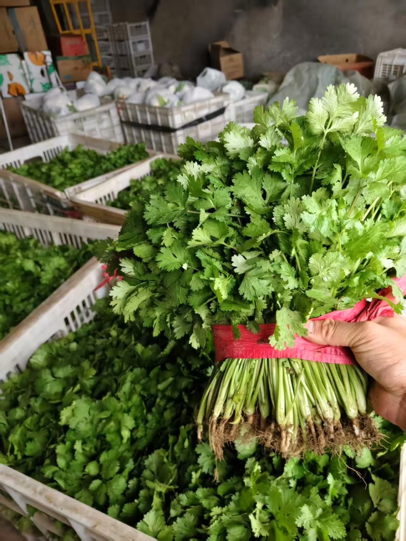 河北昌黎大叶香菜大量上市对接各大市场商超平台品质保障