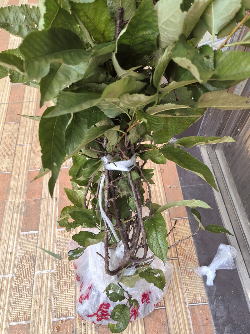 红妃樱桃苗果大核小味浓糖度高自花授粉