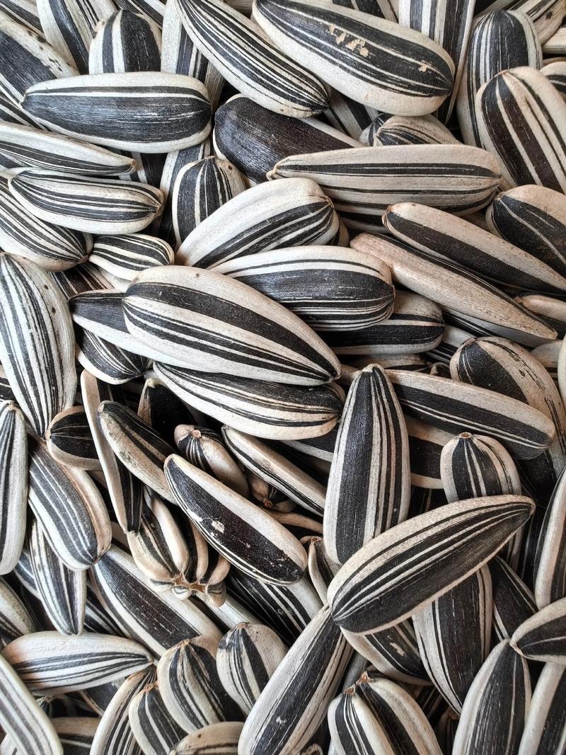 五香青花瓜子，葵花籽，五香，脱皮多味！原味产地直销