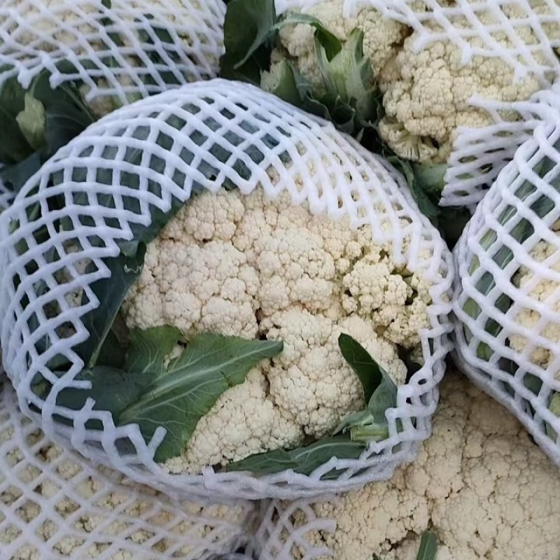 河北昌黎有机花菜大量有货常年供应市场商超平台合作愉快