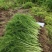 河北昌黎新鲜茴香大量上市价格稳定欢迎选购品质保障