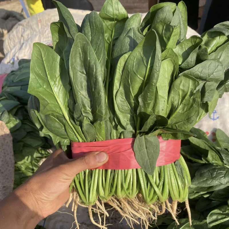 河北昌黎大叶菠菜新鲜大量上市对接市场商超平台支持看货