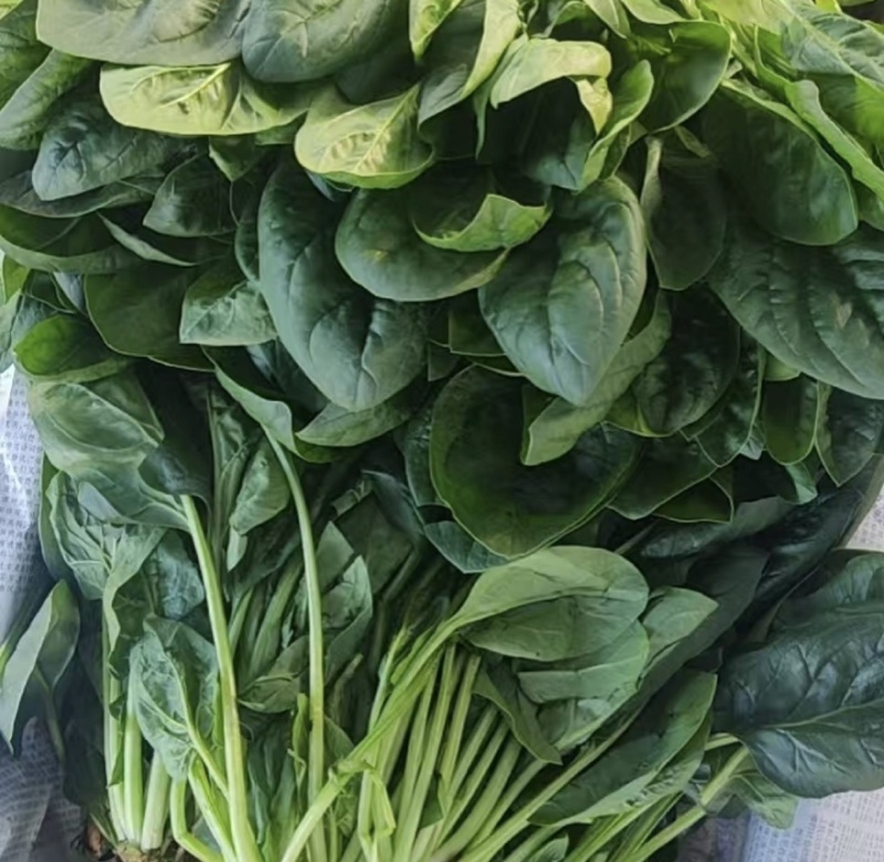 河北昌黎大叶菠菜新鲜大量上市对接市场商超平台支持看货