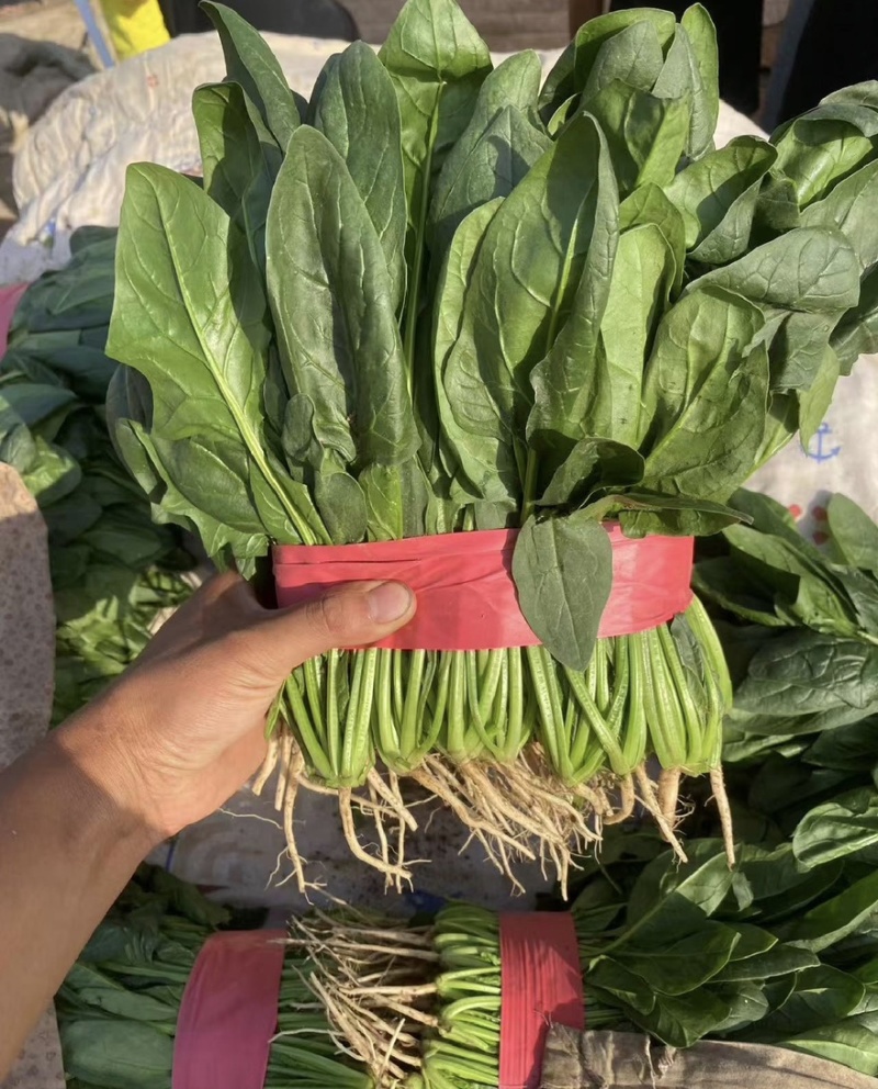 河北昌黎大叶菠菜新鲜大量上市对接市场商超平台支持看货