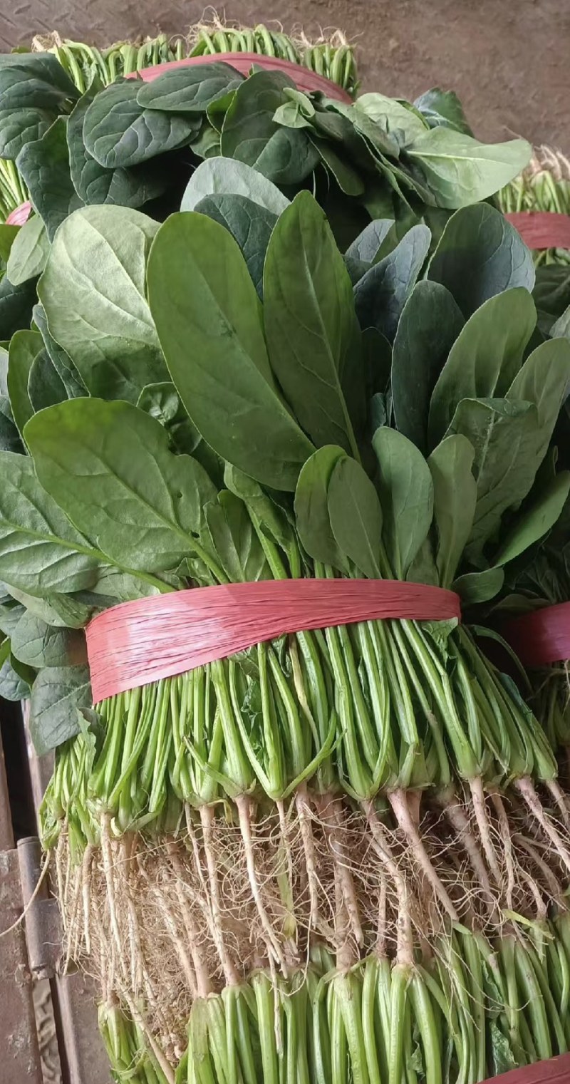 河北昌黎大叶菠菜新鲜大量上市对接市场商超平台支持看货