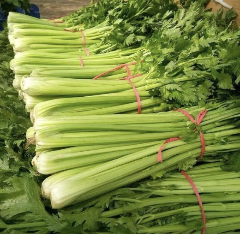 河北昌黎县芹菜新鲜上市对接各大市场商超平台欢迎选购