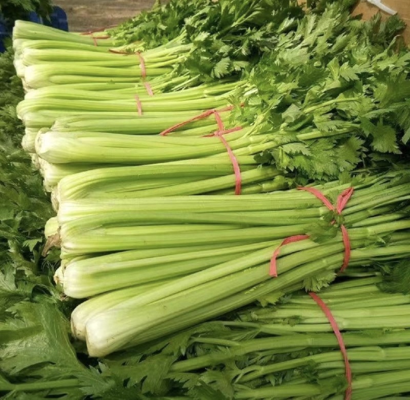 河北昌黎县芹菜新鲜上市对接各大市场商超平台欢迎选购