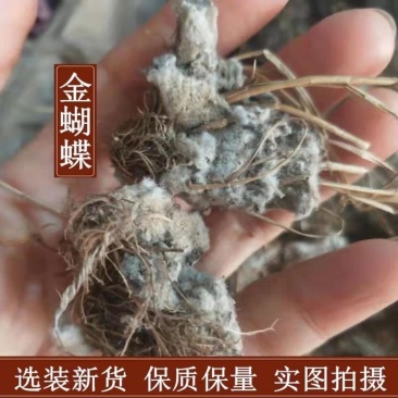 金蝴蝶锦地罗文钱红中药材冷背中药材大全