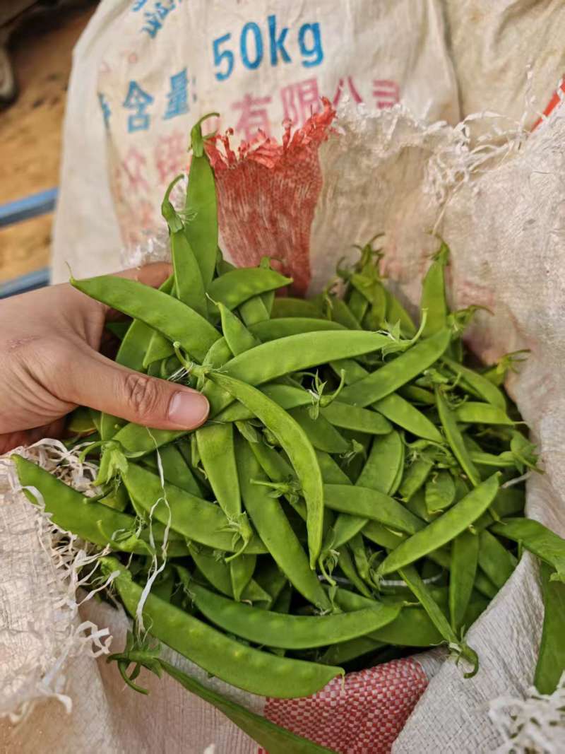 全品质荷兰豆，全年供货量大