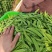 全品质荷兰豆，全年供货量大