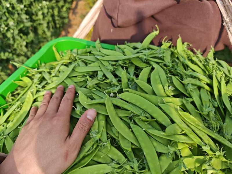 全品质荷兰豆，全年供货量大
