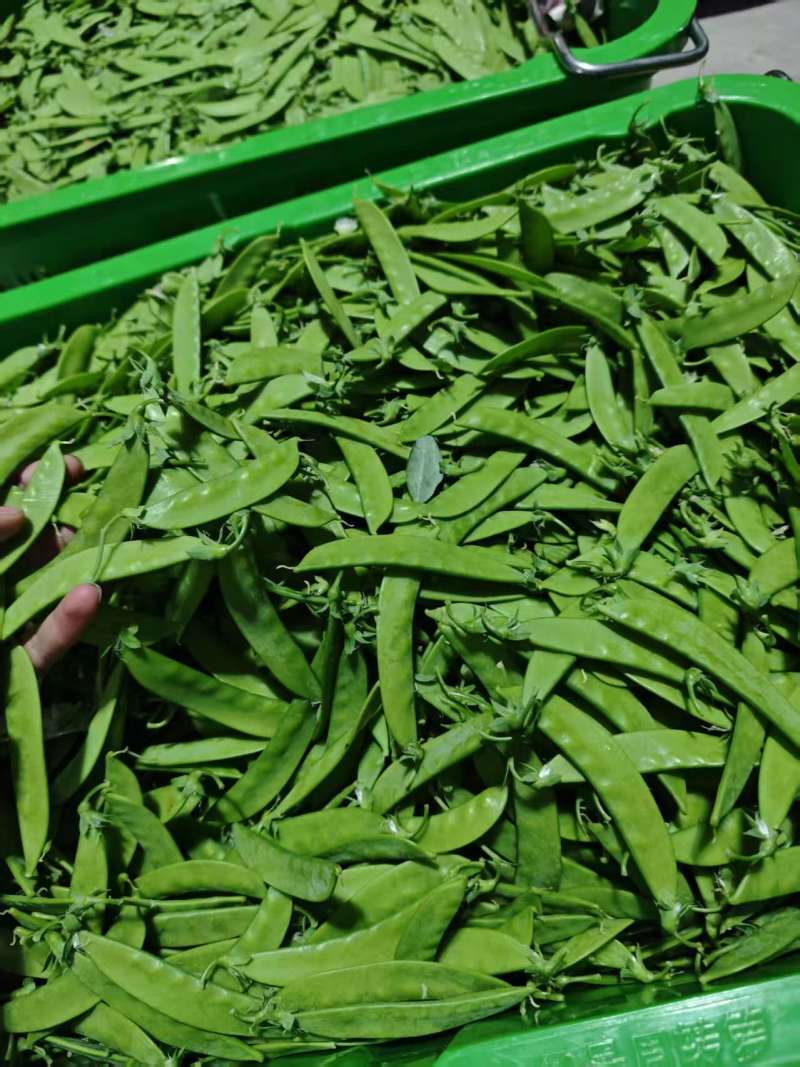 全品质荷兰豆，全年供货量大