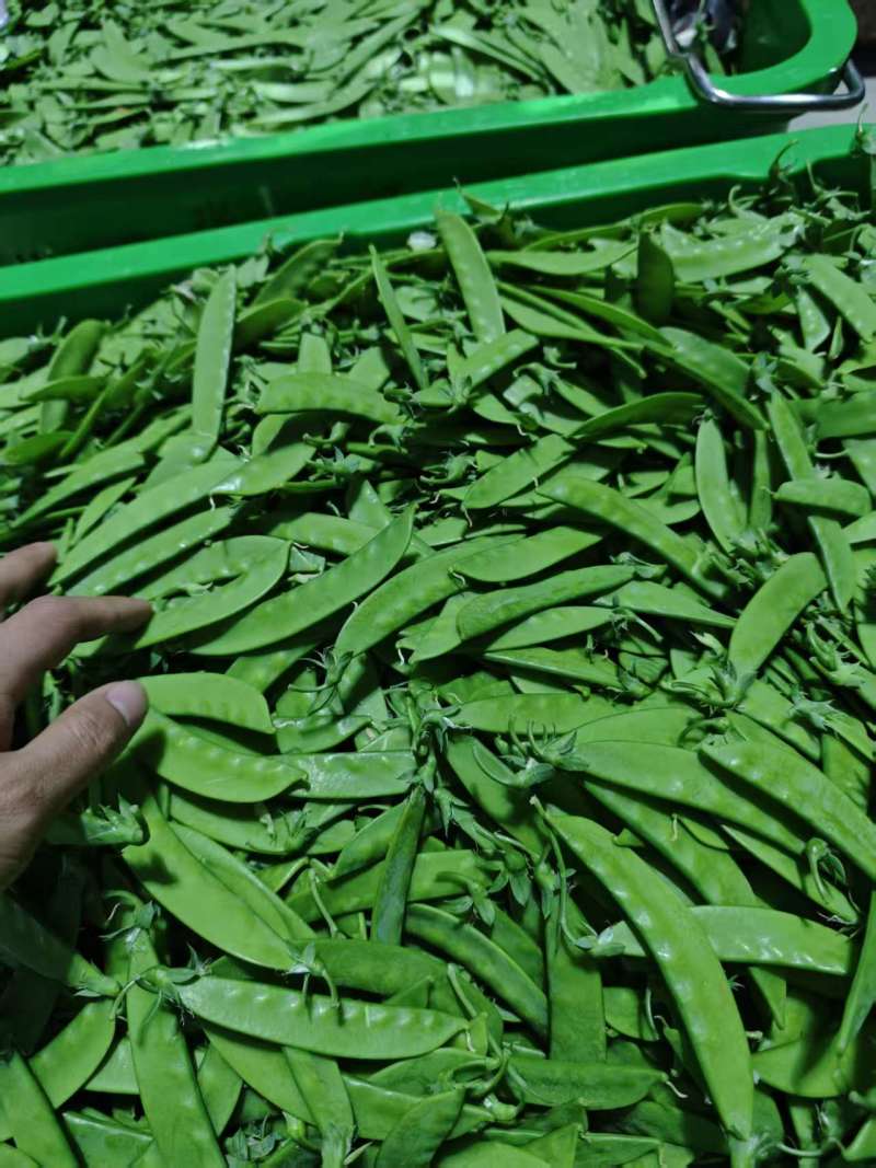 全品质荷兰豆，全年供货量大