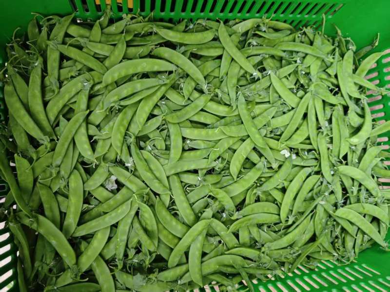 全品质荷兰豆，全年供货量大