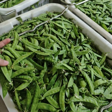 全品质荷兰豆，全年供货量大