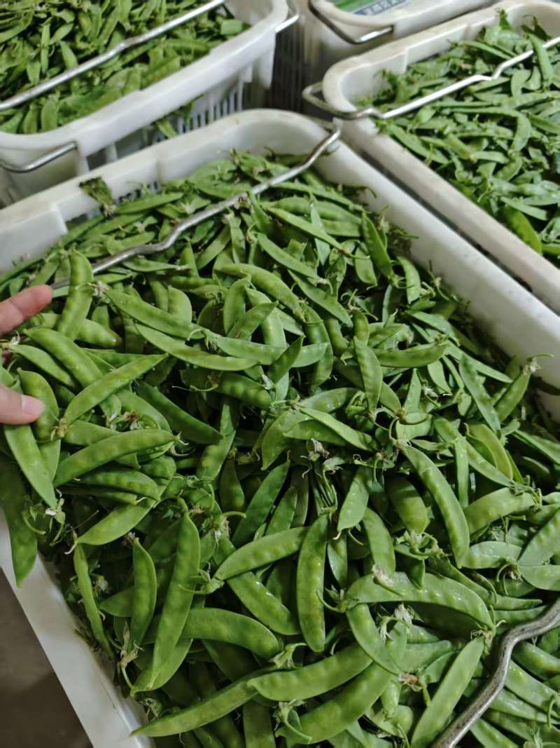 全品质荷兰豆，全年供货量大