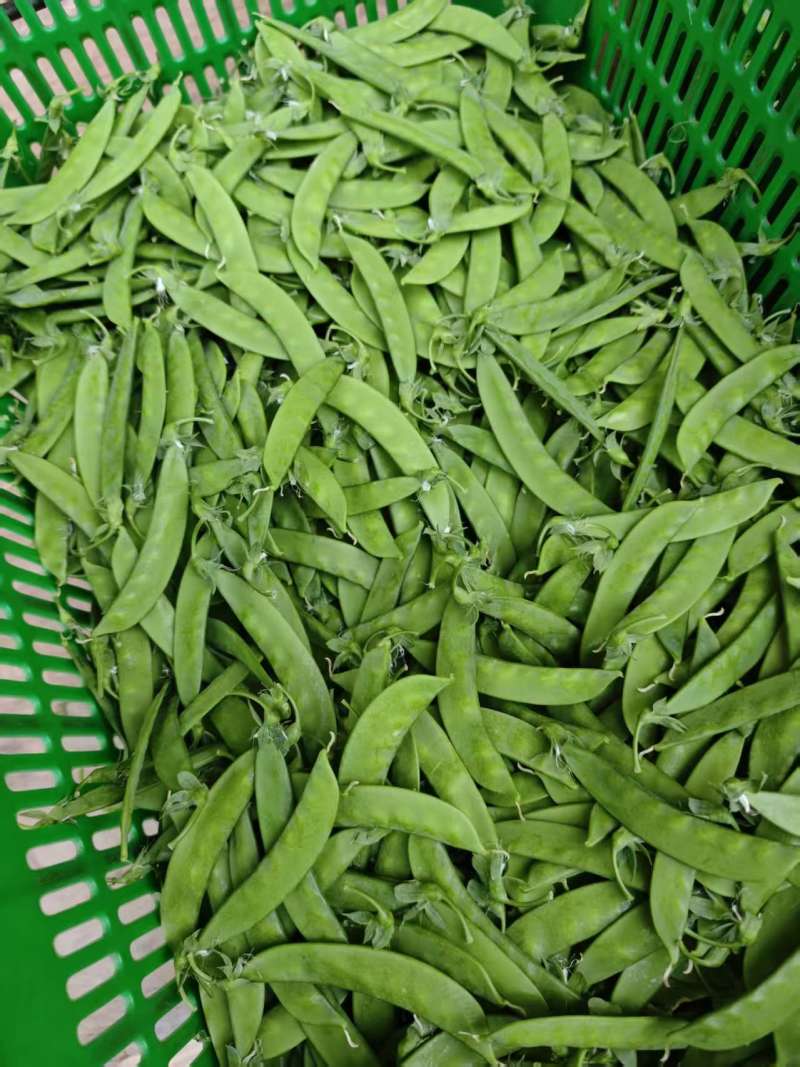 全品质荷兰豆，全年供货量大