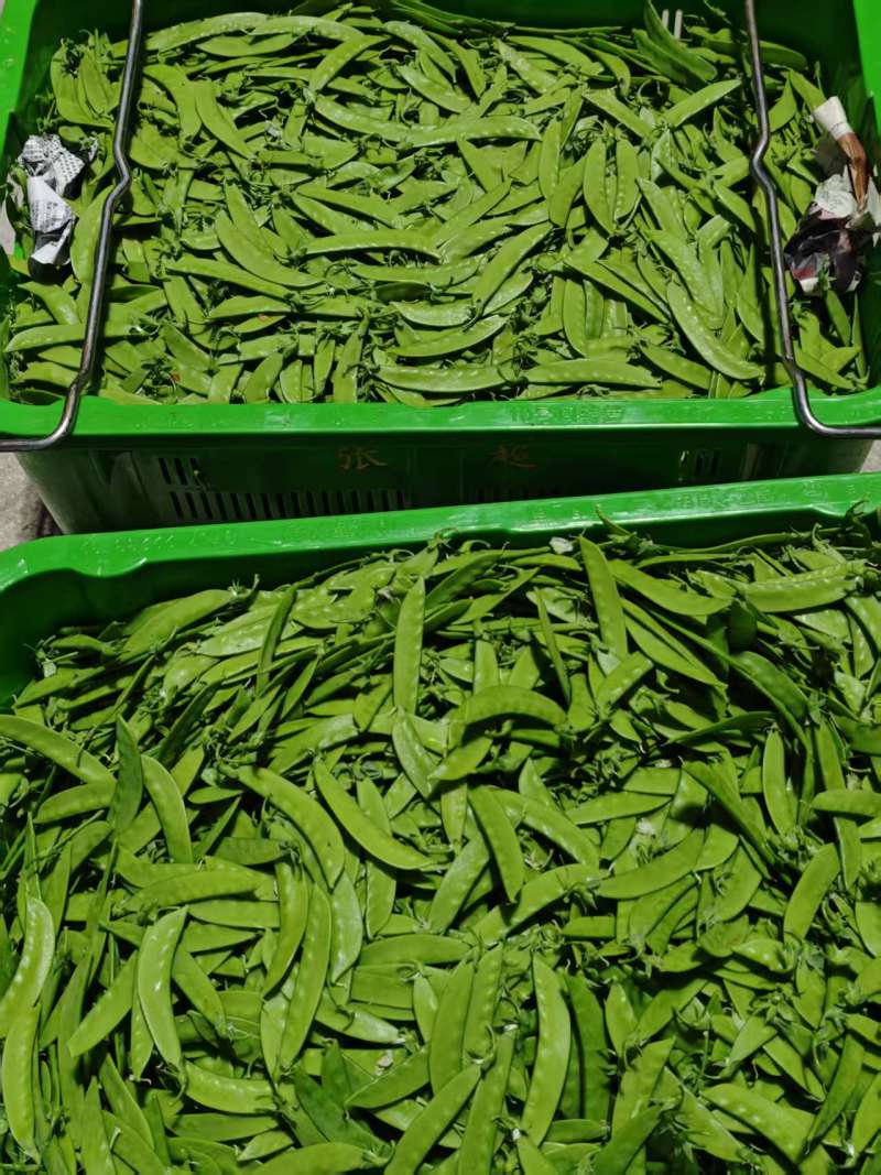 全品质荷兰豆，全年供货量大