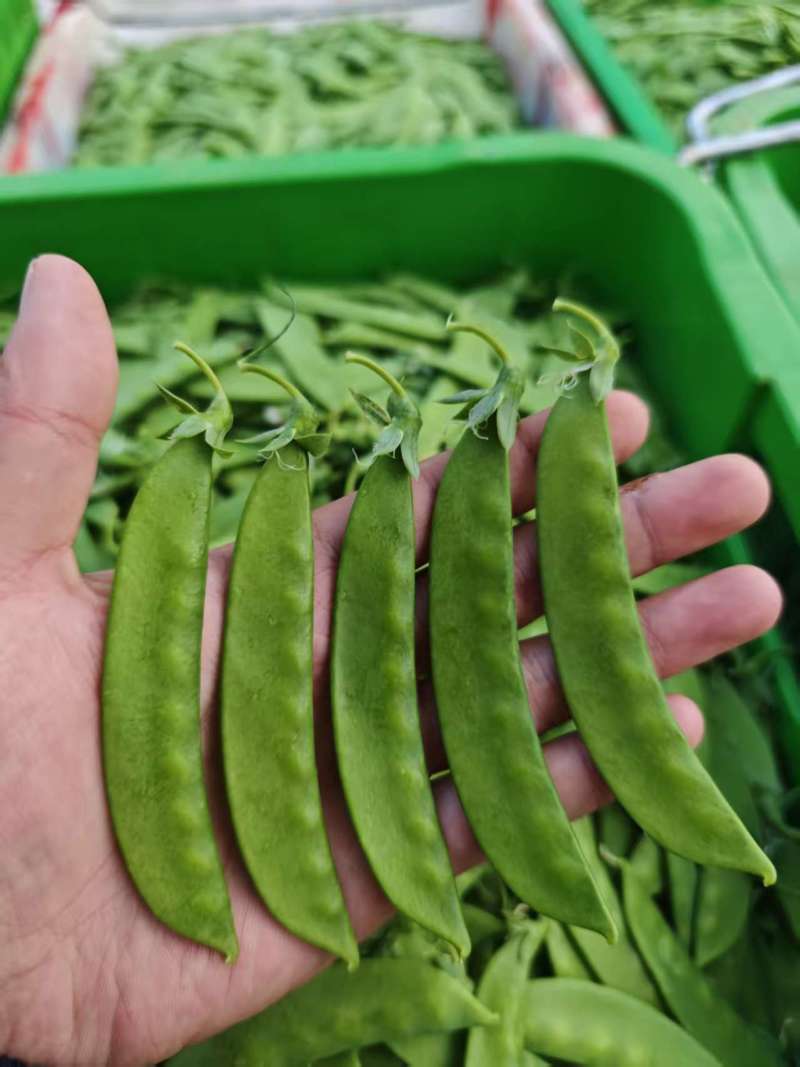 大量荷兰豆全品质，全年供货