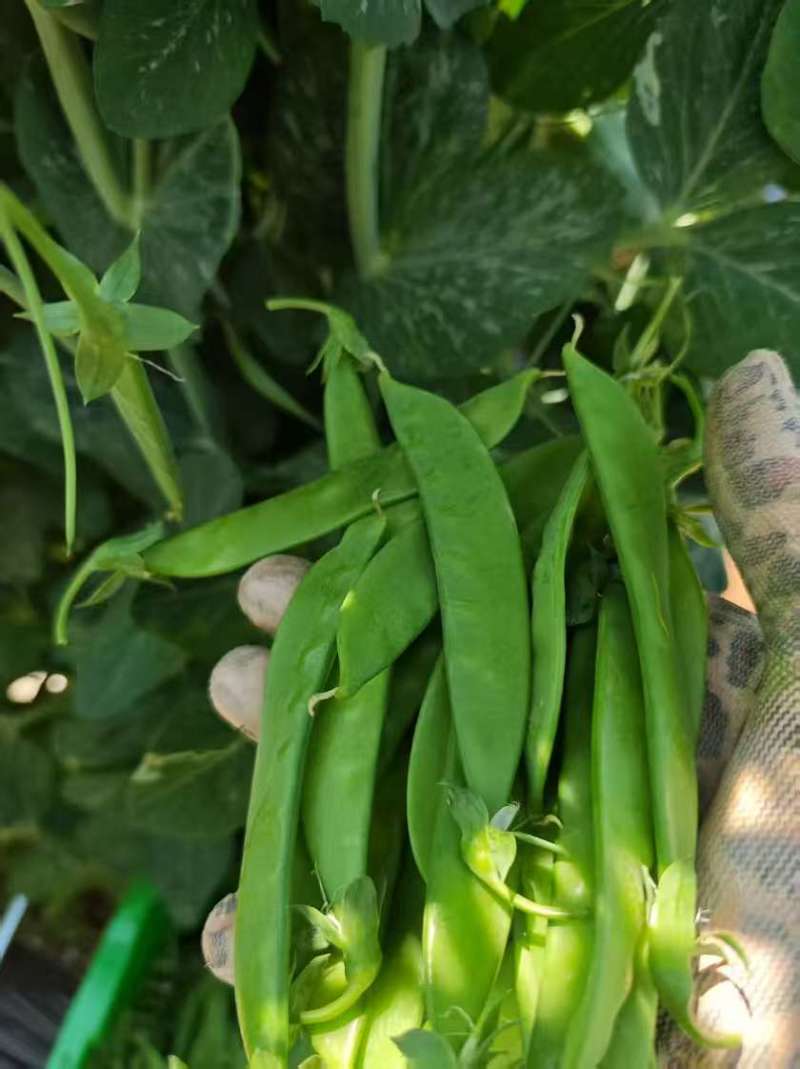 大量荷兰豆全品质，全年供货