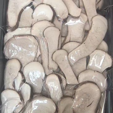 松茸干片批发冻干片