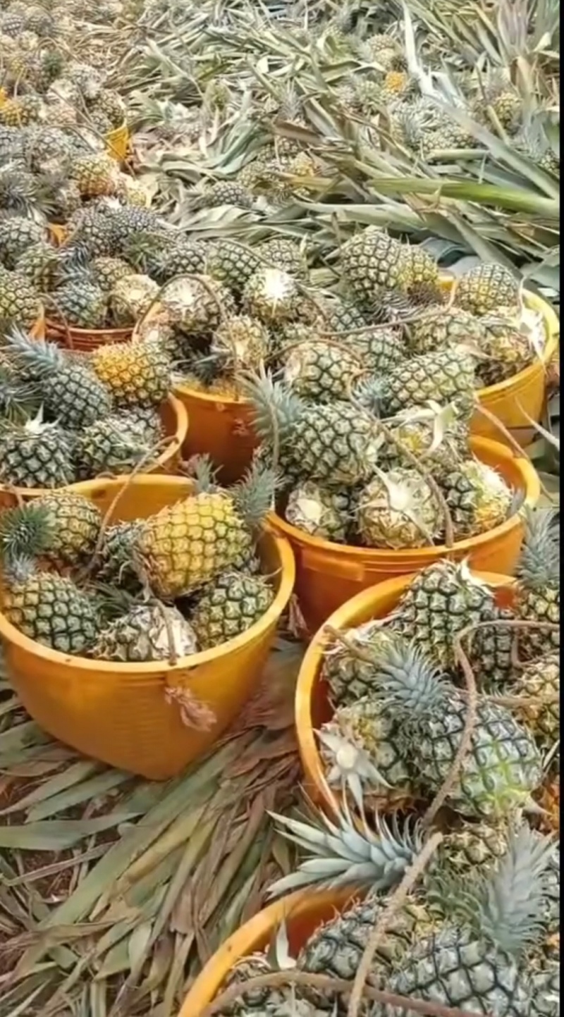 菠萝