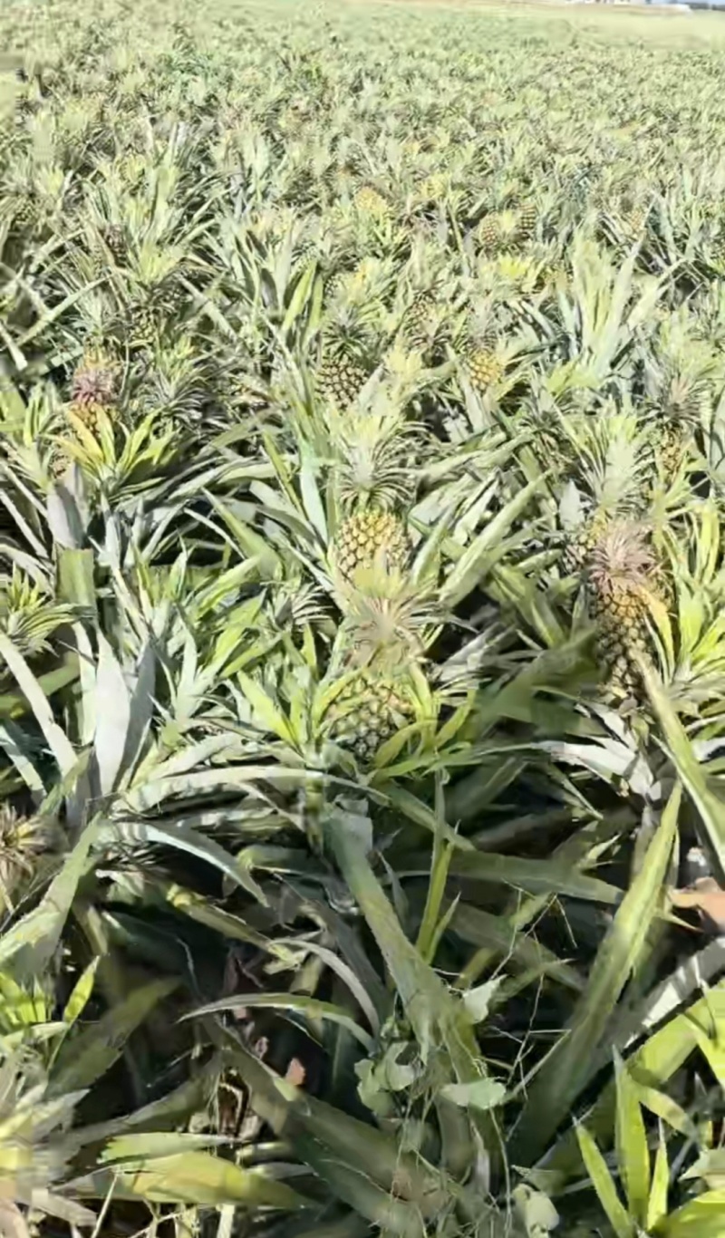 菠萝