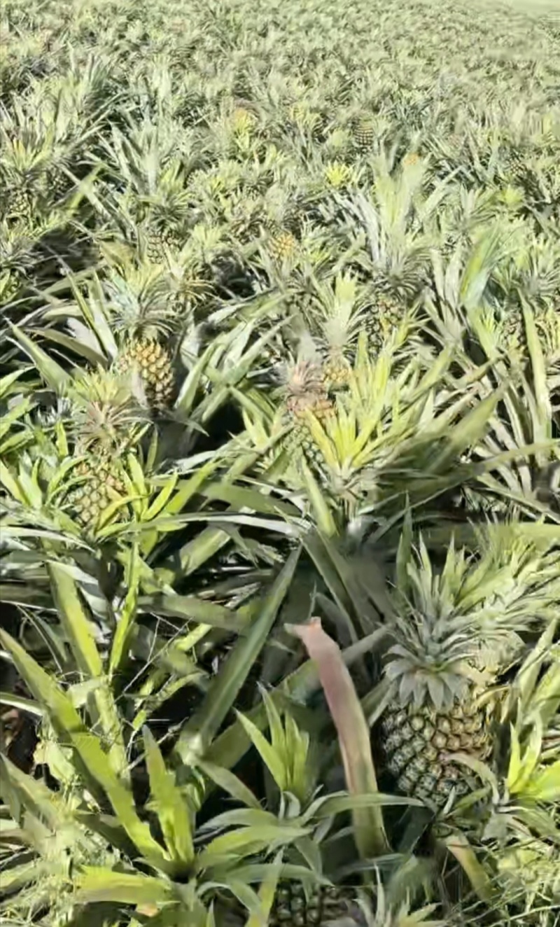 菠萝