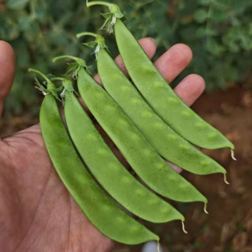 大量荷兰豆全品质，全年供货