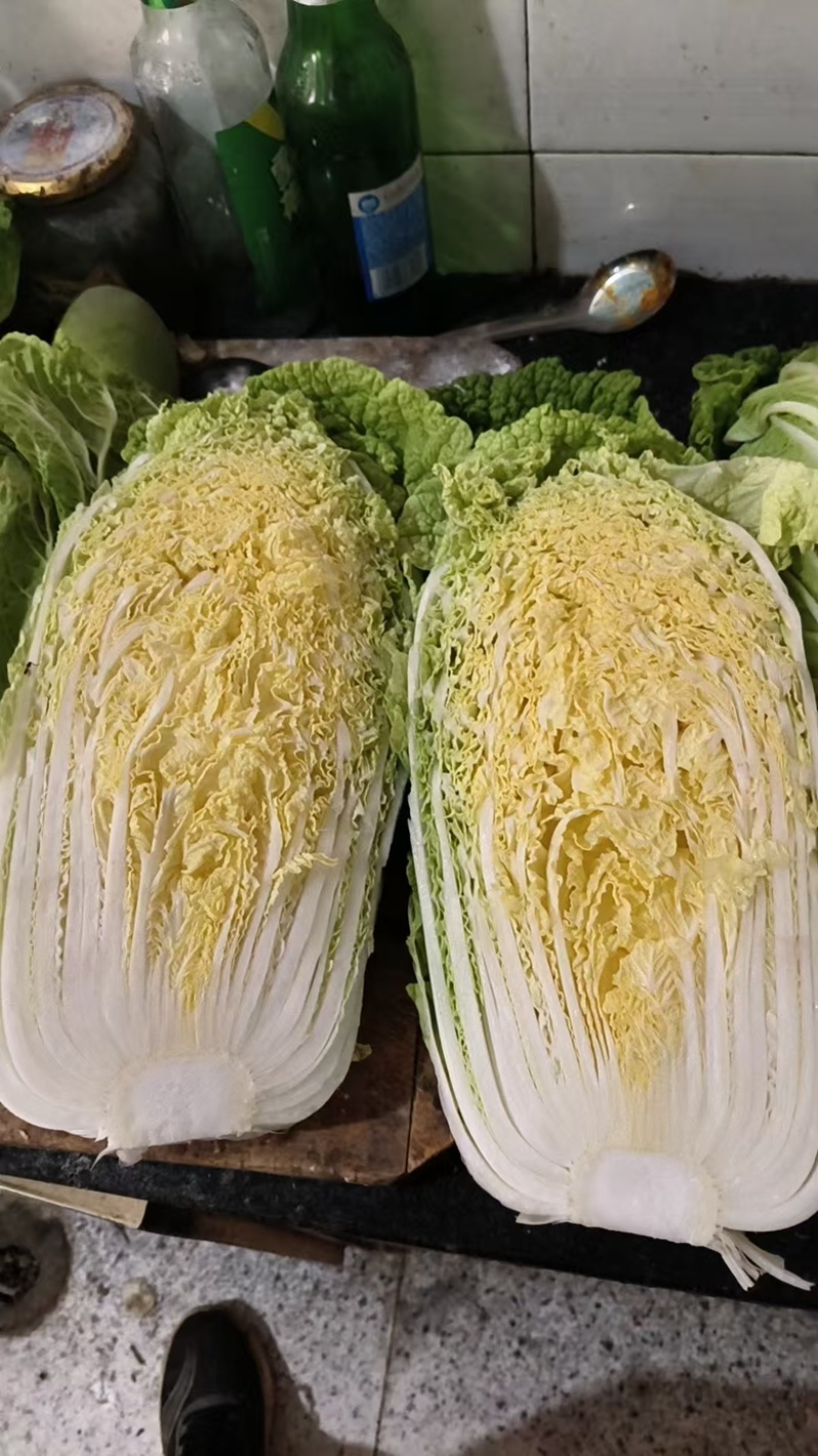 忻州大白菜、黄心白菜、大娃娃菜