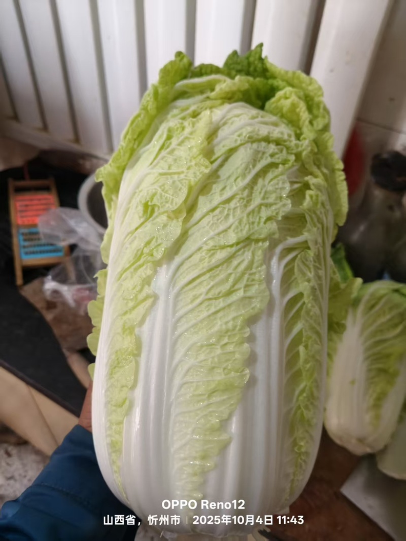 忻州大白菜、黄心白菜、大娃娃菜