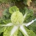 忻州大白菜、黄心白菜、大娃娃菜