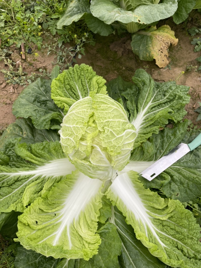 忻州大白菜、黄心白菜、大娃娃菜