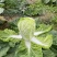 忻州大白菜、黄心白菜、大娃娃菜