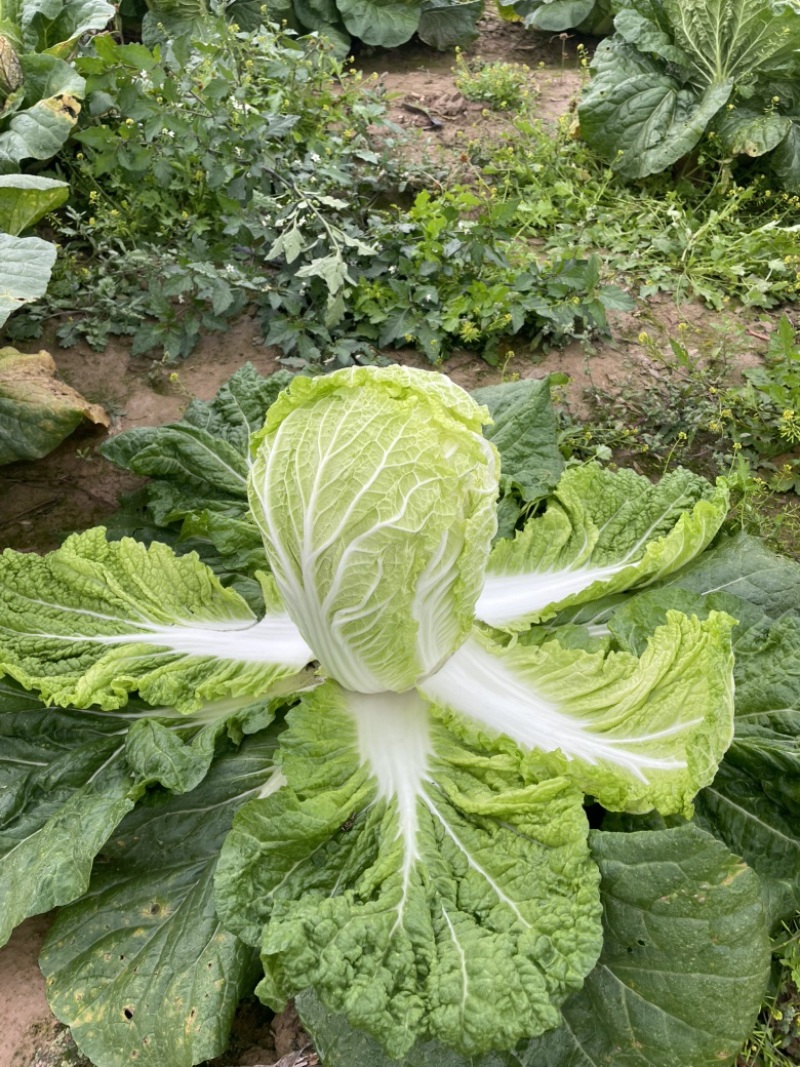 忻州大白菜、黄心白菜、大娃娃菜