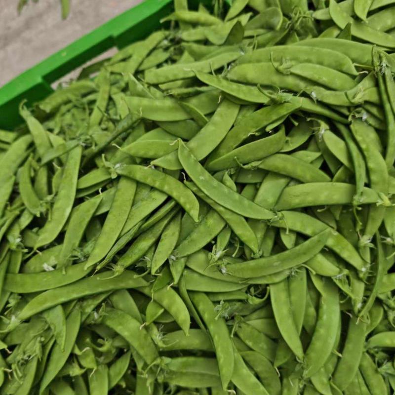 荷兰豆品质优良，品种多样，大量全年供应