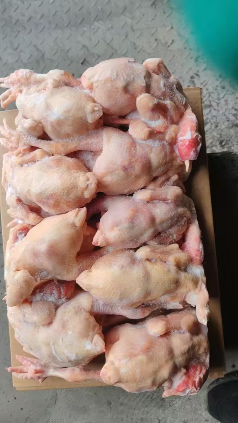 二级三黄鸡