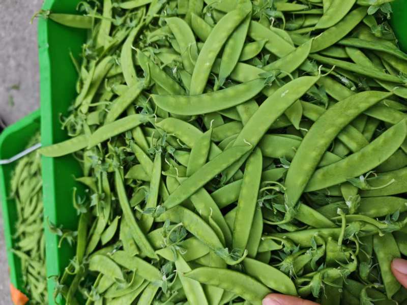荷兰豆品质优良，品种多样，大量全年供应